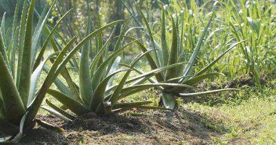 Tips for Growing Aloe Vera Outdoors - gardenerspath.com