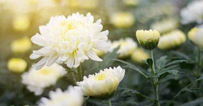 Fusarium Wilt in Chrysanthemums: Identify and Control This Disease - gardenerspath.com