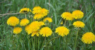 How to Make Dandelion Fertilizer from Unwanted Weeds - gardenerspath.com