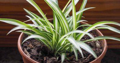 Why Do Spider Plants Fade or Lose Their Variegation? - gardenerspath.com