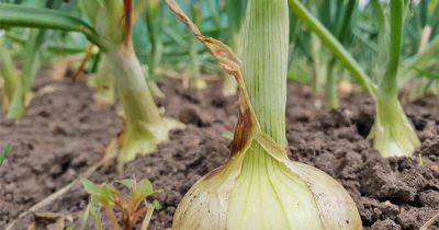 The Best Onion Cultivars to Grow at Home - gardenerspath.com