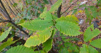 Common Chestnut Tree Diseases - gardenerspath.com - Usa