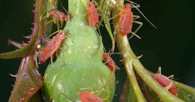 How to Control Aphids on Roses - gardenerspath.com