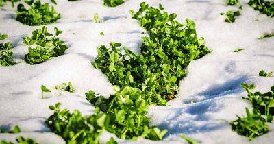 How and When to Plant Winter Cover Crops - gardenerspath.com