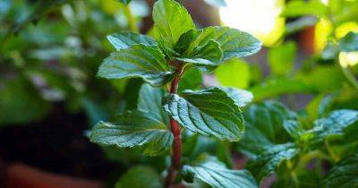 Tips for Growing Mint Indoors - gardenerspath.com - Australia