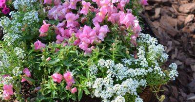 How to Grow Snapdragons in Containers - gardenerspath.com