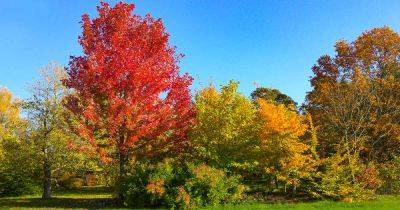 How and When to Prune Maple Trees - gardenerspath.com