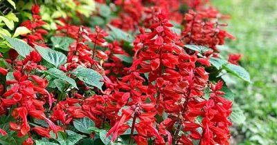 How to Grow Salvia, Easy-Care with Colorful Blooms - gardenerspath.com - Usa -  Texas