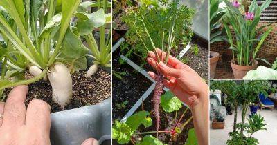 11 Exotic (SuperFood) Root Vegetables and Herbs For Containers - balconygardenweb.com