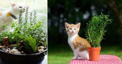 Can Cats Eat Rosemary? Is Rosemary Toxic To Cats? - balconygardenweb.com - Usa