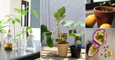 19 Fruits You Can Grow from Seeds and Leftovers from Kitchen - balconygardenweb.com