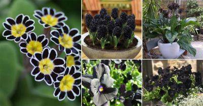 50 Black Flowers and Plants to Add Drama to Your Garden - balconygardenweb.com