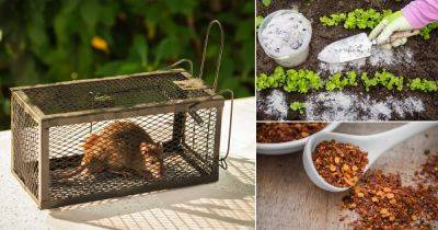 How to Get Rid of Rats in Home and Garden Fast (24 Best Ways) - balconygardenweb.com