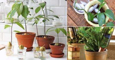 8 Strange Plant Tricks for Clever Gardeners - balconygardenweb.com