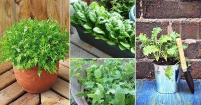 32 Best Leafy Green Vegetables to Grow in Containers - balconygardenweb.com - Switzerland - Belgium