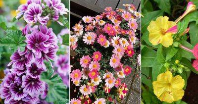 8 Beautiful Flowers That Start with 'M' - balconygardenweb.com - Peru