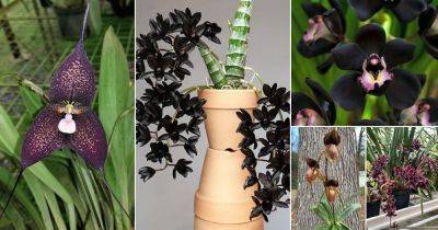 19 Rare Black Orchid Flowers for Home Gardens - balconygardenweb.com