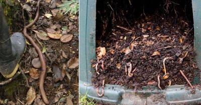 What Do Earthworms Eat? How Do Earthworms Help The Soil | - balconygardenweb.com - Australia
