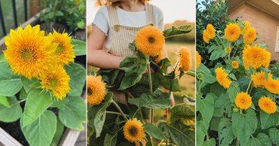 How to Grow Teddy Bear Sunflowers - balconygardenweb.com
