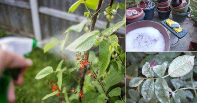 5 Best Castile Soap Uses & Benefits In The Garden - balconygardenweb.com
