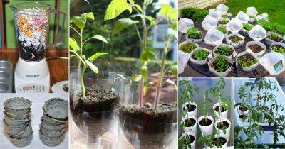 26 DIY Seed Starting Hacks To Make Planting Seeds Cheaper - balconygardenweb.com