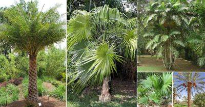 62 Best Palm Trees in Florida | Florida Palm Trees Species - balconygardenweb.com - China -  Florida