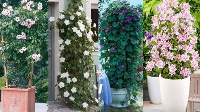 35 Best Vines for Containers | Climbing Plants for Pots - balconygardenweb.com - Britain