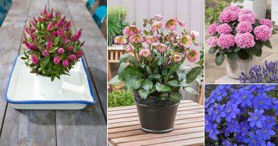 15 Beautiful Flowers that Start With "H" - balconygardenweb.com - Usa - Canada - Japan - New Zealand