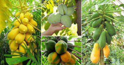14 Different Types of Papayas | Best Tasting Papaya Variety - balconygardenweb.com - South Africa - Australia - Mexico