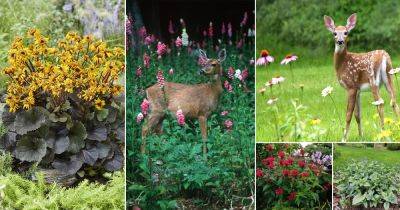 48 Best Deer Resistant Perennials - balconygardenweb.com - Usa