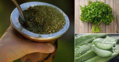 18 Plants That Help with Weight Loss - balconygardenweb.com - India