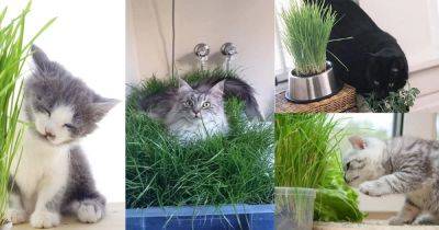 DIY Indoor Cat Garden For Cat Lovers - balconygardenweb.com - China