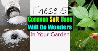 5 Uncommon Ways To Use Common Salt In The Garden - balconygardenweb.com