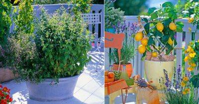 Essential Ingredients You Can Grow in Your Balcony for Powerful Tea - balconygardenweb.com