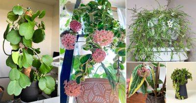 33 Most Popular Hoyas | Stunning Types and Species of Hoya - balconygardenweb.com