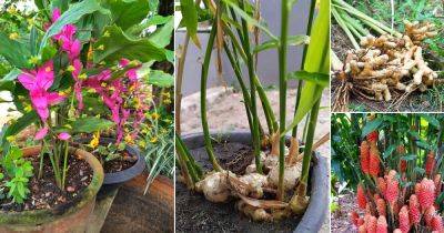 19 Types of Ginger Plants | Best Ginger Varieties - balconygardenweb.com - Japan - Malaysia