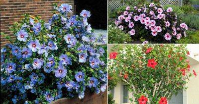 31 Types of Hibiscus | Different Varieties of Hibiscus - balconygardenweb.com - Usa - Mexico