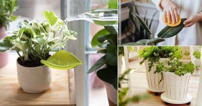 21 Easy Things that'll Solve All Your Houseplant Problems - balconygardenweb.com
