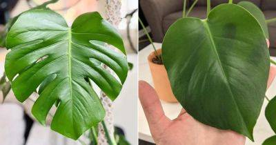 How to Get Split Leaves on Monstera (7 Secret Tips Revealed) - balconygardenweb.com