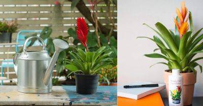 How to Care for Bromeliads | Bromeliad Care & Growing Indoors | - balconygardenweb.com