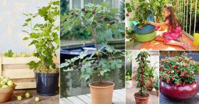 21 Fruits You Can Grow in Balcony, Rooftop & Patio - balconygardenweb.com