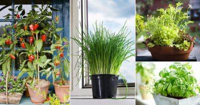 12 Most Versatile Vegetables & Herbs Every Container Gardener Must Grow - balconygardenweb.com - India - Greece - Italy - Mexico