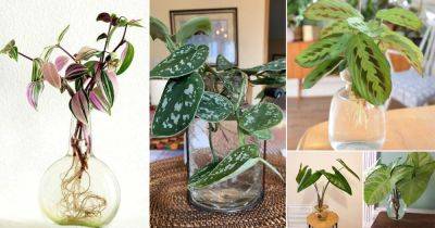 31 Amazing Indoor Plants That Grow In Water - balconygardenweb.com - China
