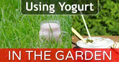 Using Yogurt in the Garden? These 5 Miracles will Happen! | - balconygardenweb.com - Washington