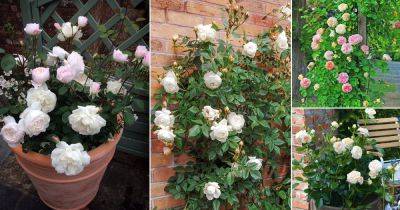 42 Best White Garden Roses Varieties - balconygardenweb.com