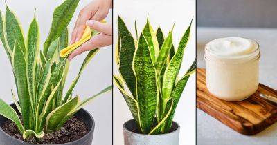 Mayonnaise Super Trick for Beautiful Houseplants - balconygardenweb.com