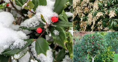 11 Plants that Stay Green in Winters | Winter Garden Plants - balconygardenweb.com