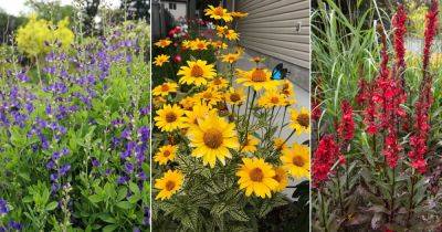 17 Best Perennial Flowers from Ohio | Best Ohio Flowers - balconygardenweb.com