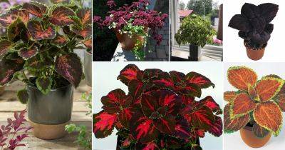 30 Best Coleus Varieties to Grow | Different Types of Coleus Plants | - balconygardenweb.com