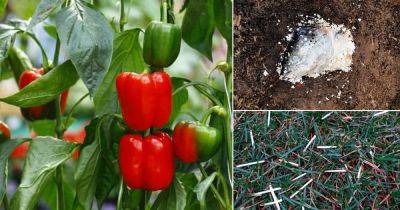 Put These 12 Things in Your Pepper Planting Hole For Best Growth - balconygardenweb.com